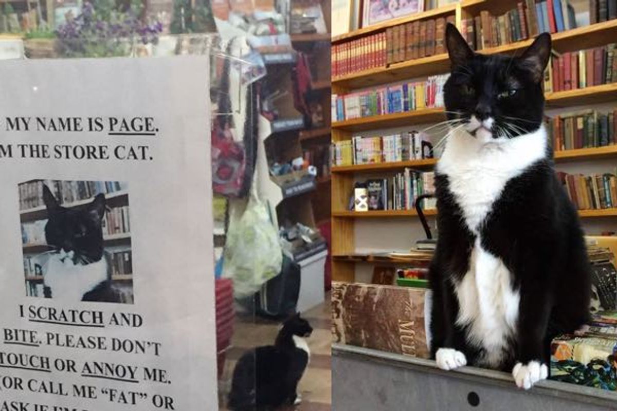 This Local Book Store Has a Cat with Some Serious Cattitude!
