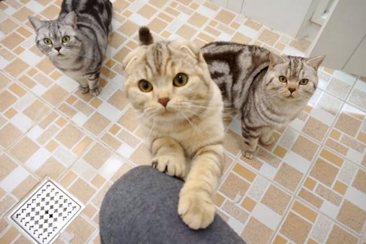 Every Time this Man Tries to Use Bathroom, His 5 Cats Follow Him