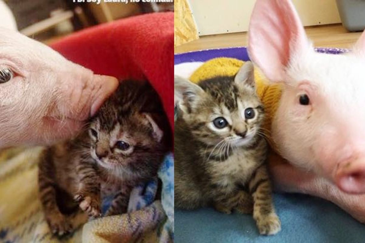 Orphaned Tabby Kitten and Rescue Pig Growing Up Together!