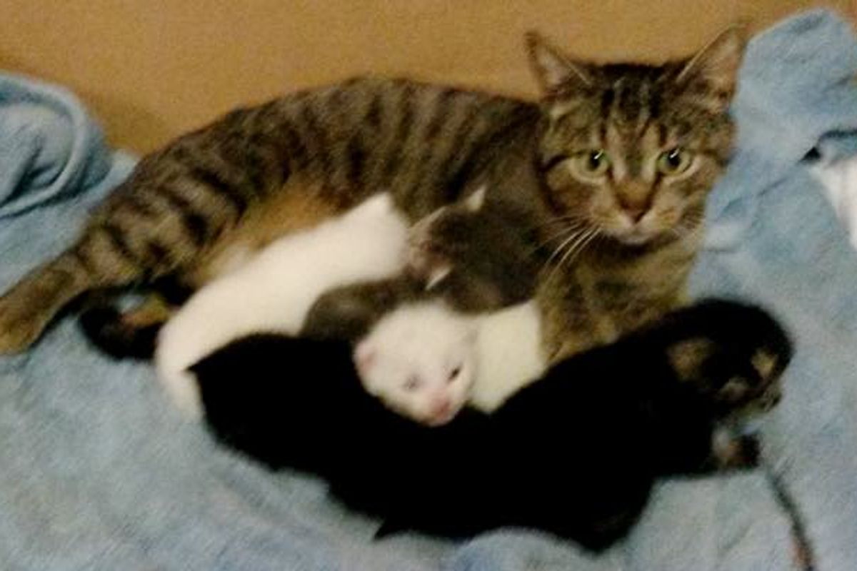 Man Saved a Stray Cat Thought She was Just Big But Got a Surprise