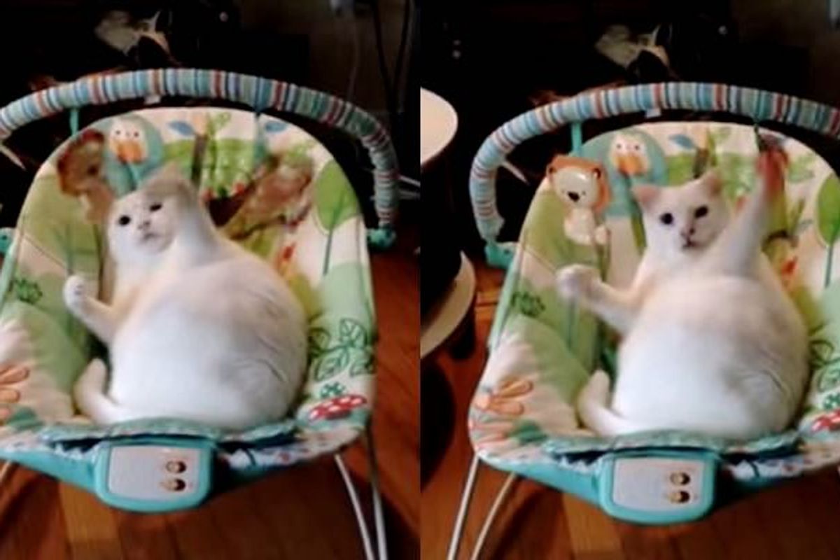 Cat Has More Fun with Baby Swing than Actual Baby