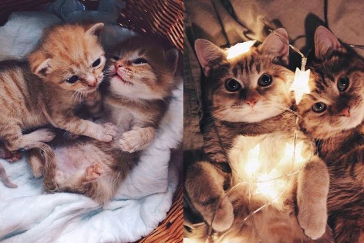 Two Ginger Brothers Found in Garden Always Have Each Other