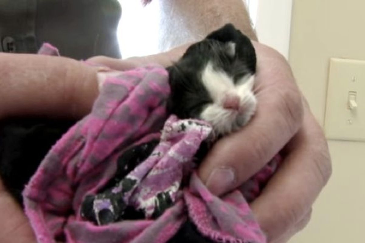 Two Day Old Orphaned Kitten's Life Completely Changed in 16 Weeks