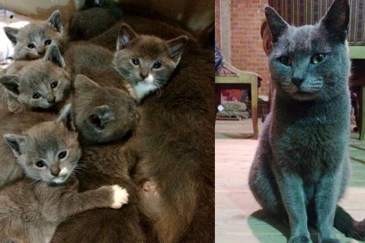 Family Saves Stray Cat from the Cold, She Brings Them a Gift 3 Weeks Later...