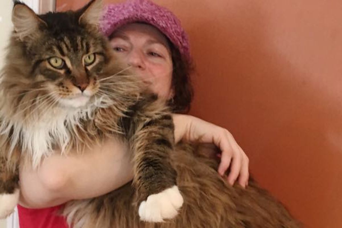 Maine Coon Cat Decides to Sleep Over at Neighbor's When His Human Works at Night