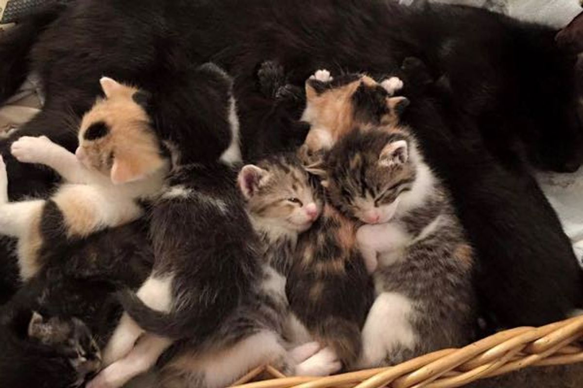 Cat Mama and Her Eight Babies Lost Their Home But Now Found Hope