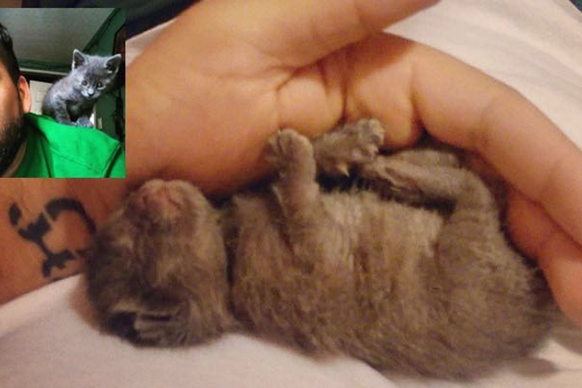 Man Finds Tiny Newborn Kitten Alone In the Rain