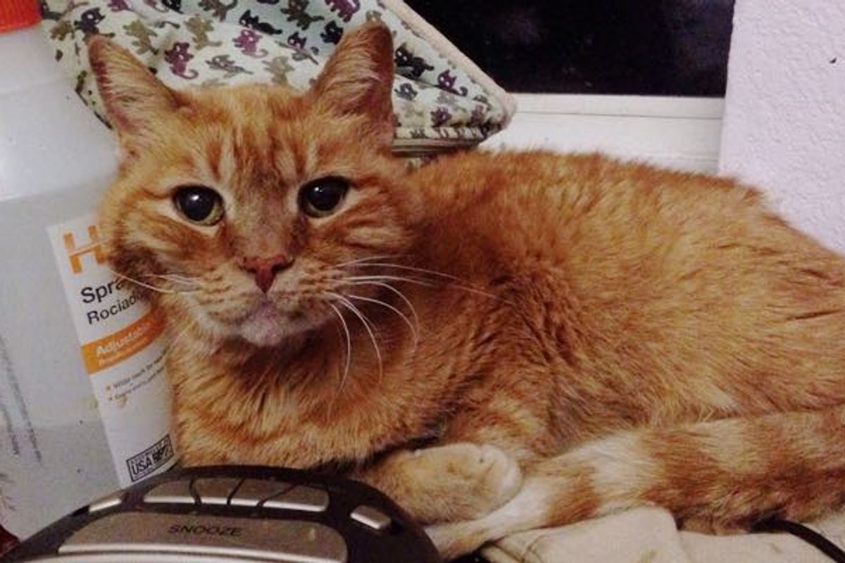 18 Year Old Garfield was Living the Shelter Life Until a Couple Came to Give Him a King's Life!