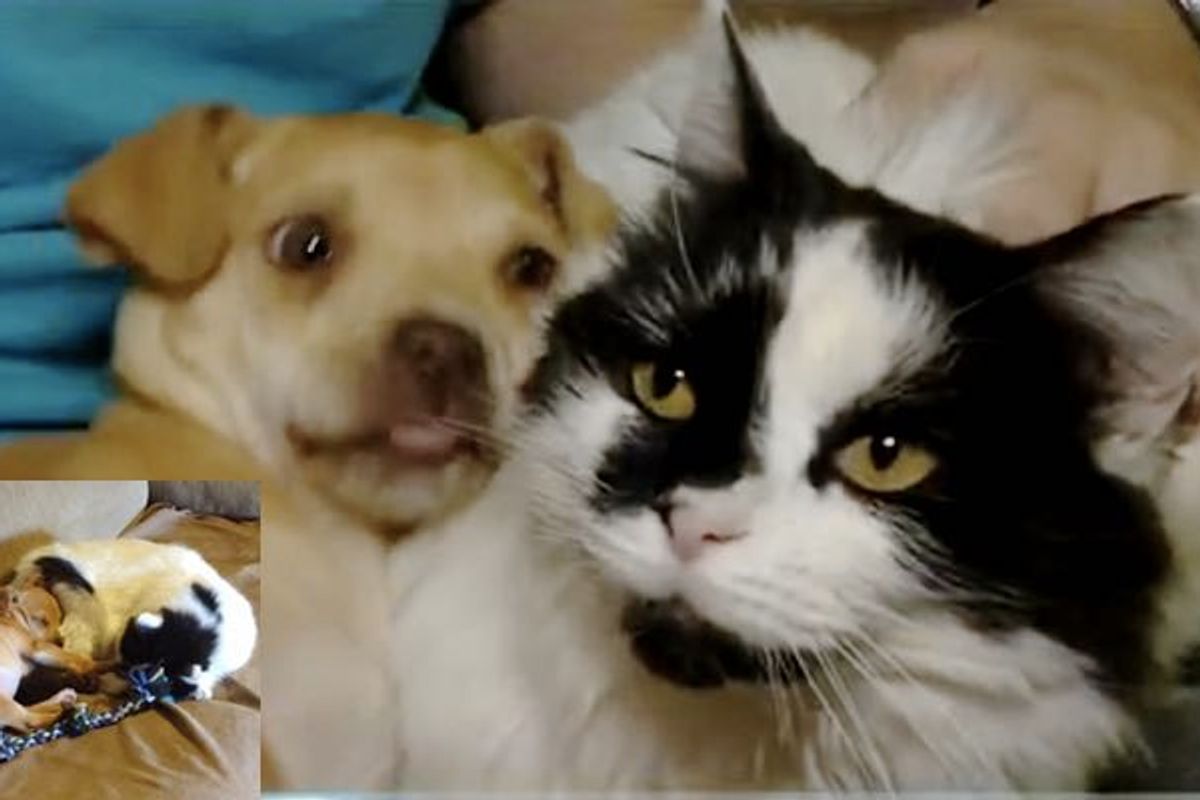 Male Cat Nursed Injured Puppy Back to Health