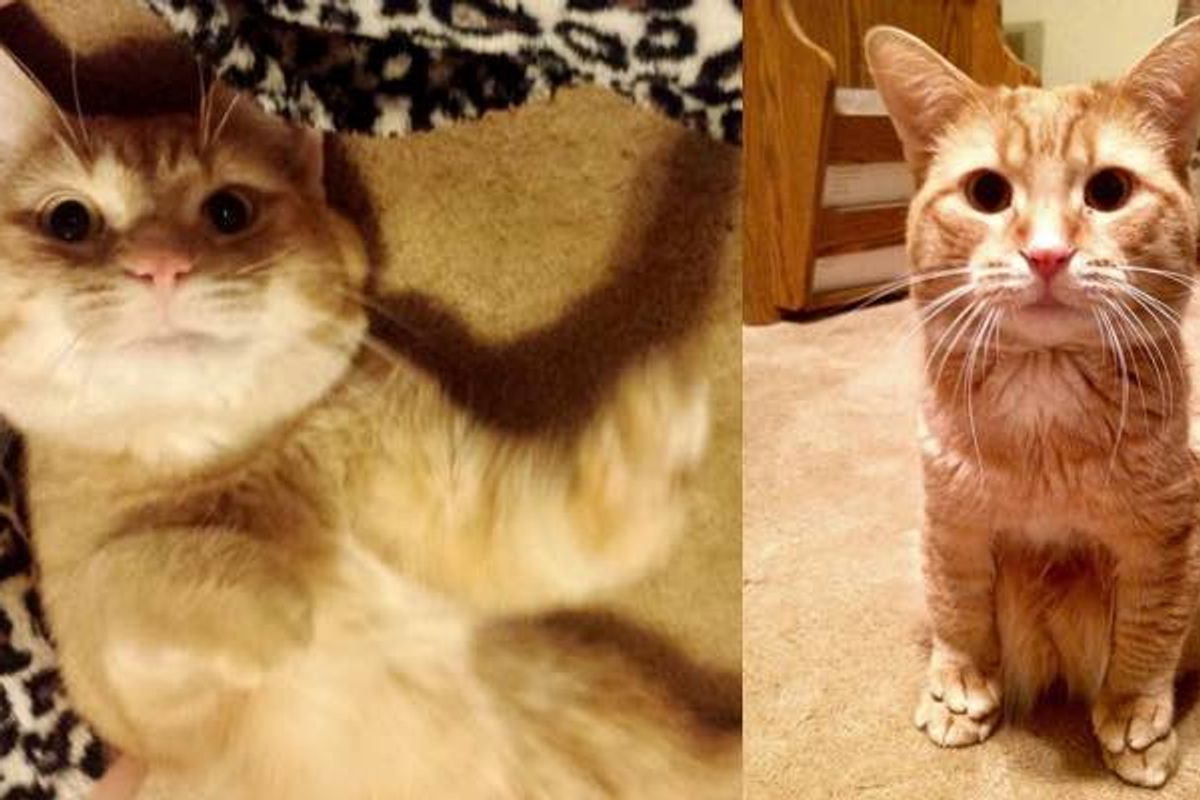 He was Born a Runt to a Farm Cat and a Bit Different from His Siblings