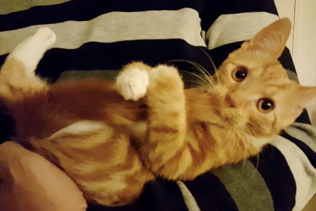 Tiny Kitten Uses His Tail as Pacifier. It Makes Him Happy!