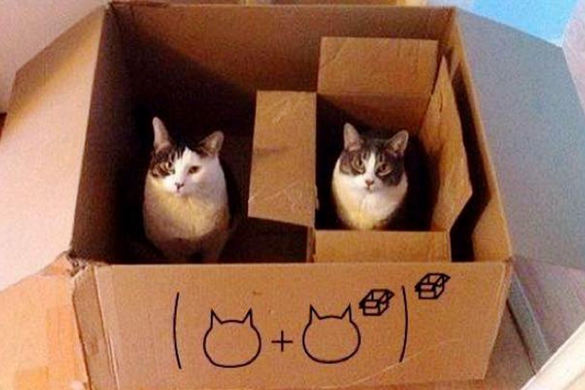 Cats Explain Mathematics in a Purrfect Way! (10+ pics)