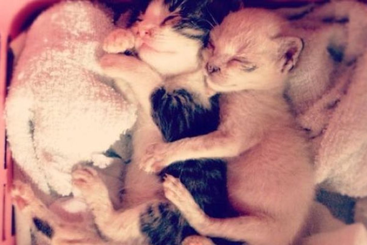 They were Cuddling When They were Rescued, Still Cuddle Today!