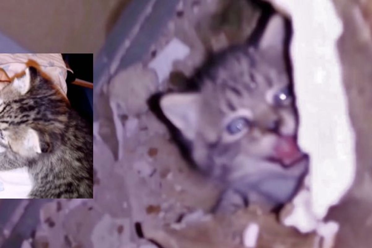 Man Heard Kitten Cry inside Abandoned Hospital and was Determined to Find Him!