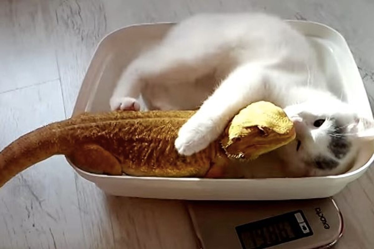 Kitty Joins in Every Time His Hairless Friend Weighs in