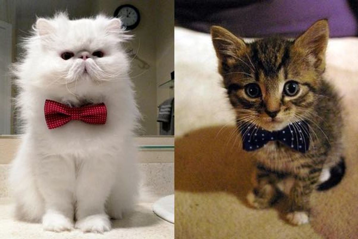 These 10+ Cats Want to Know If You Would Be Their Valentine!