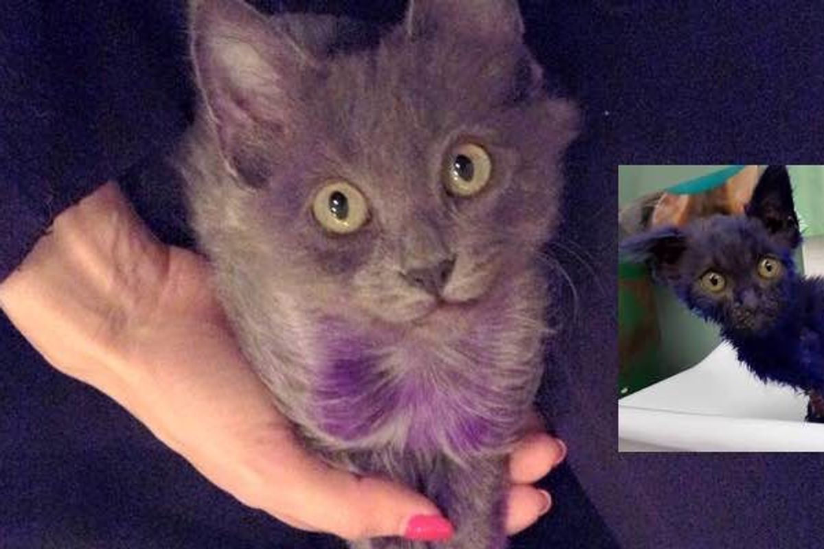 Purple Kitten is Getting Back to His Glorious Grey Coat