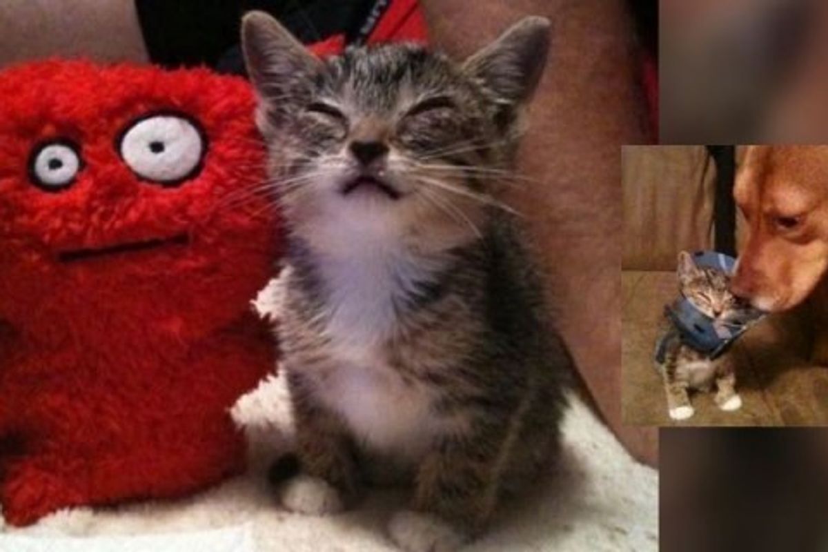 Family Saves Stray Kitten and Helps Her See Again!