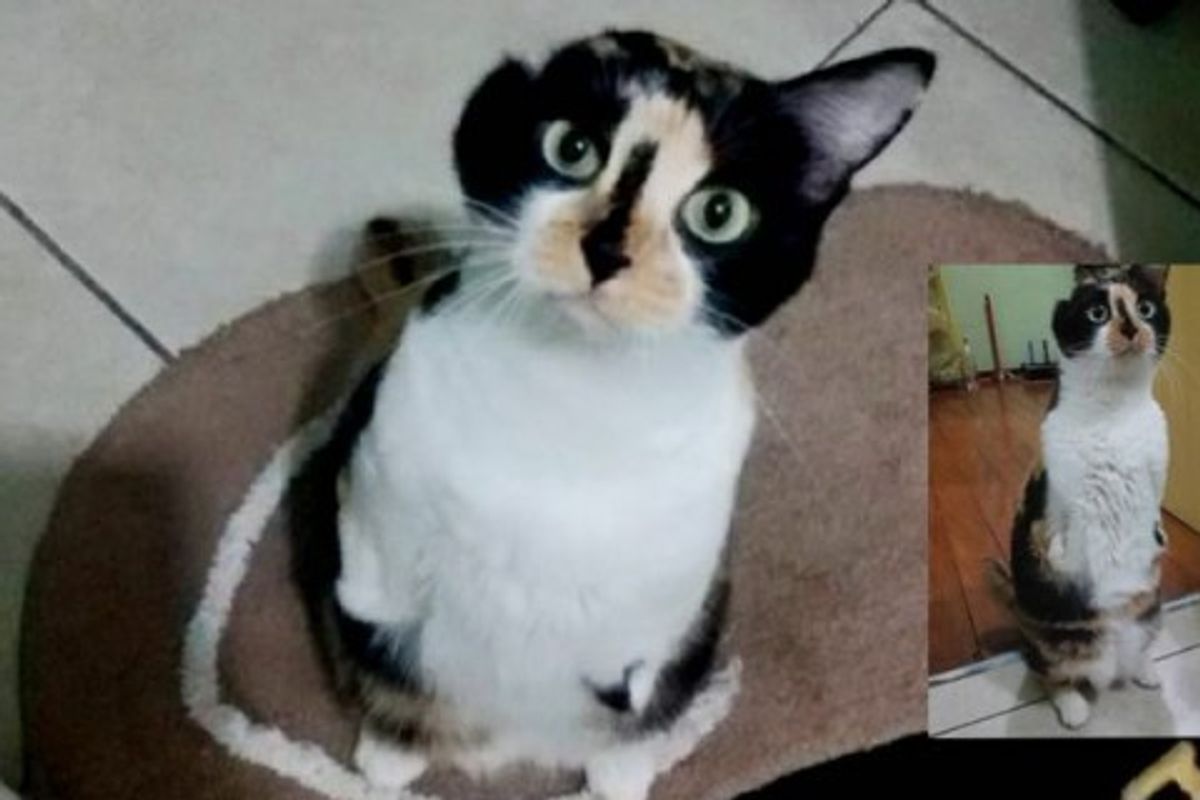 This Cat Born with Two Legs and One Ear Will Melt Your Heart!