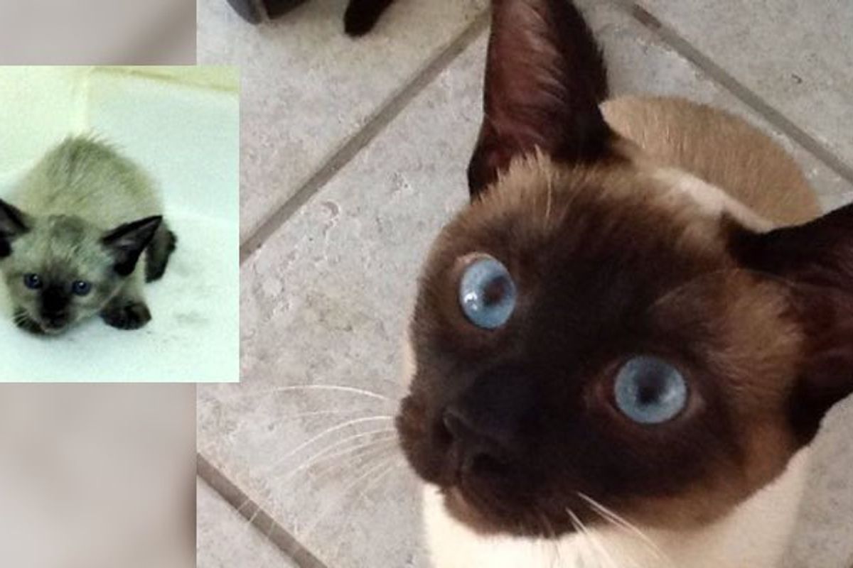 Kitten Found in Desert Surprises Her Rescuer How Far She Has Come