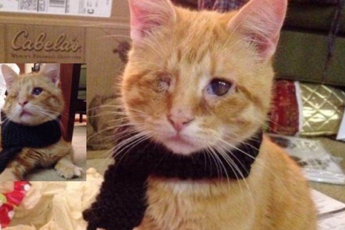 Blind Cat Saved from Roadside Finds Love and Warmth!