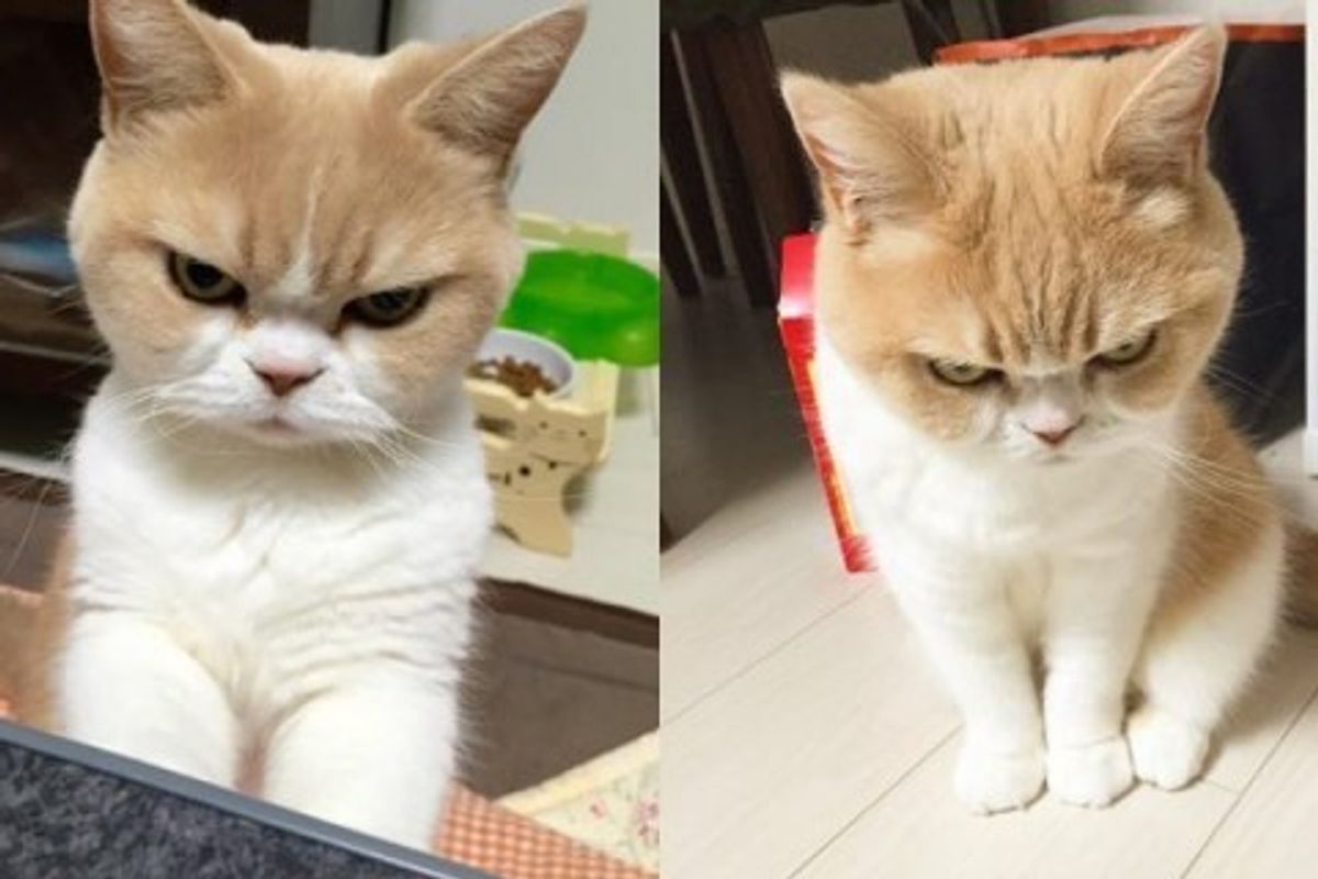 She’s Not Mad. This Cat Just Has a Perpetual Disapproving Look on Her Face