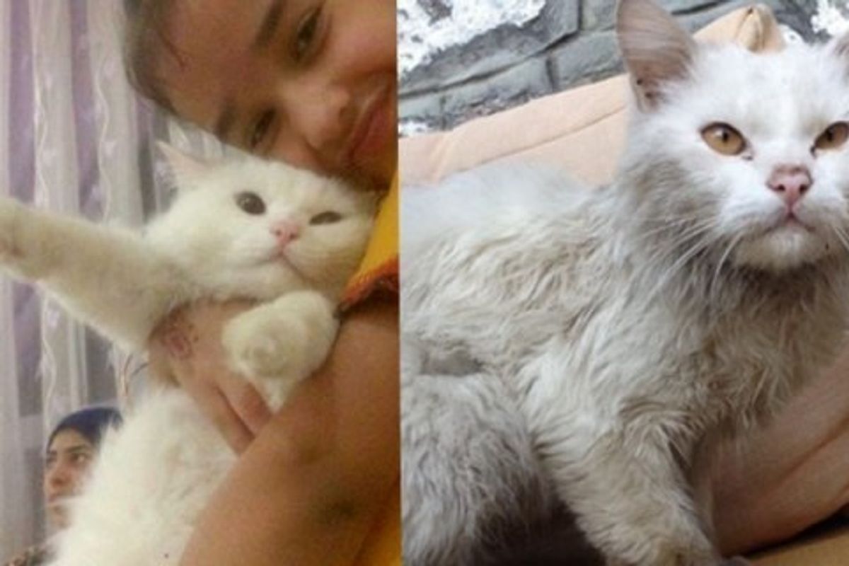 Refugee Cat Reunites with Family He Lost After 4 Months