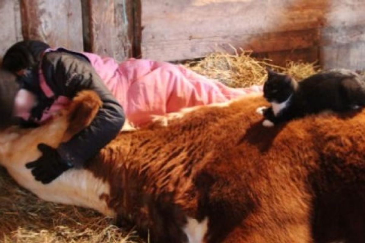 Loving Cat Comforts His Friend Until Her Last Breath