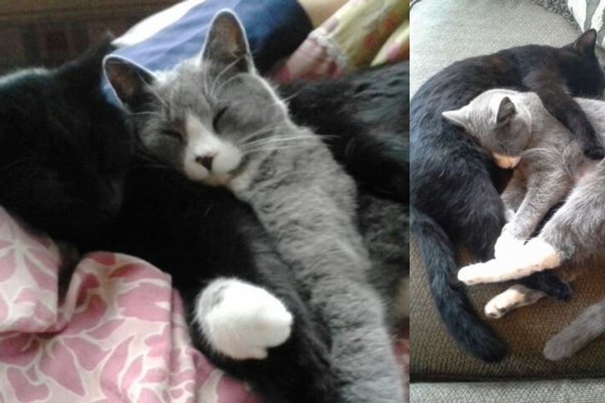 Two Adopted Kittens Haven’t Stopped Cuddling Since the Day They Found Each Other