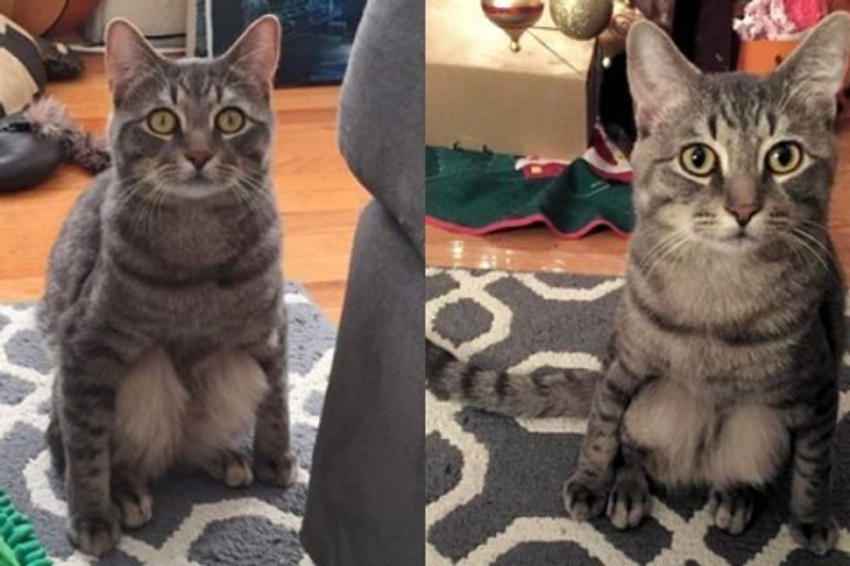 Couple Adopted a Stray Cat and Discovered His Little Quirk When He Sits
