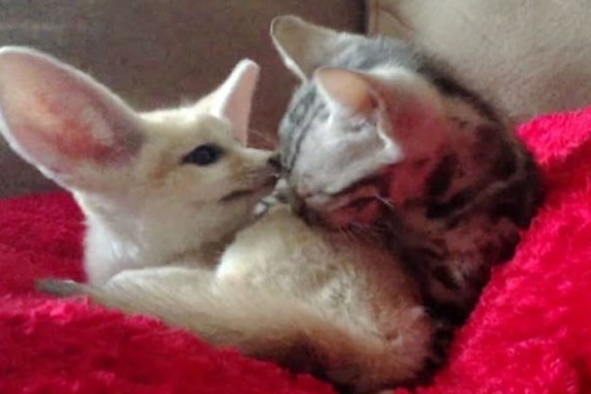 This Kitten Has an Adopted Sibling with Large Ears!