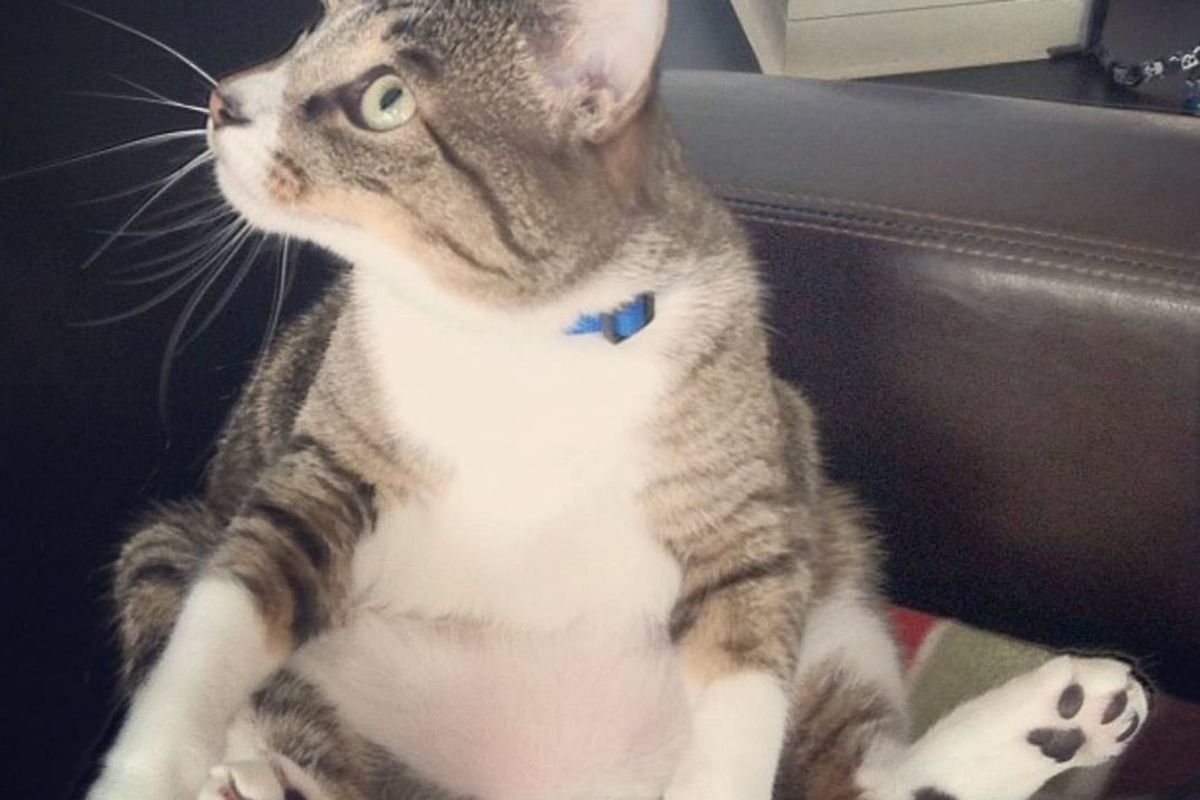 Ready Or Not, Cat Has His First Snow Day