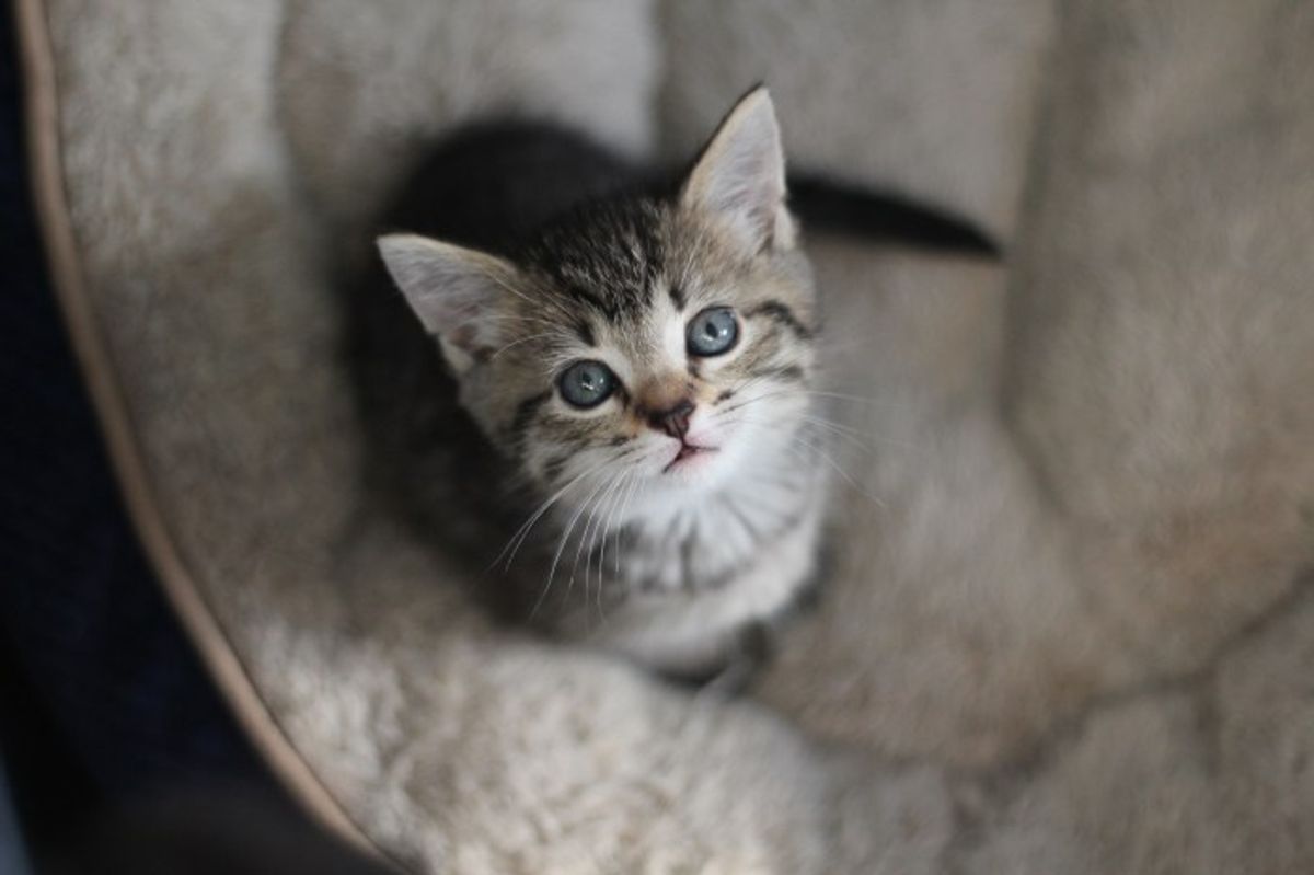 These Kittens Were Born in Foster Care. Six Weeks Later, See How Much They've Grown!