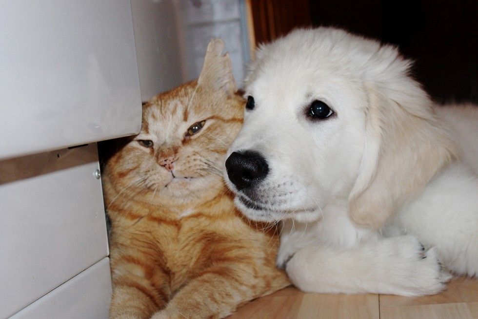 puppy tries to win over heart of ginger cat