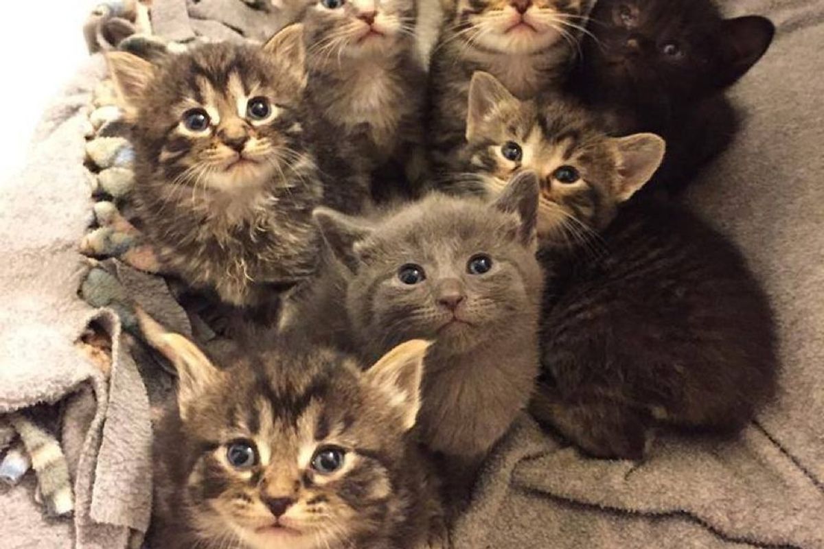 Stray Cat Found on Back Porch Brought Rescuers 7 Tiny Furballs