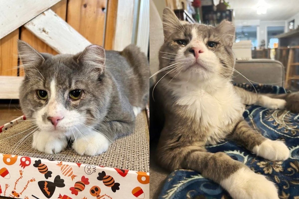Cat Wanders the Streets for a Long Time Until He Finds Kind Family and Decides He's Never Leaving Their Home
