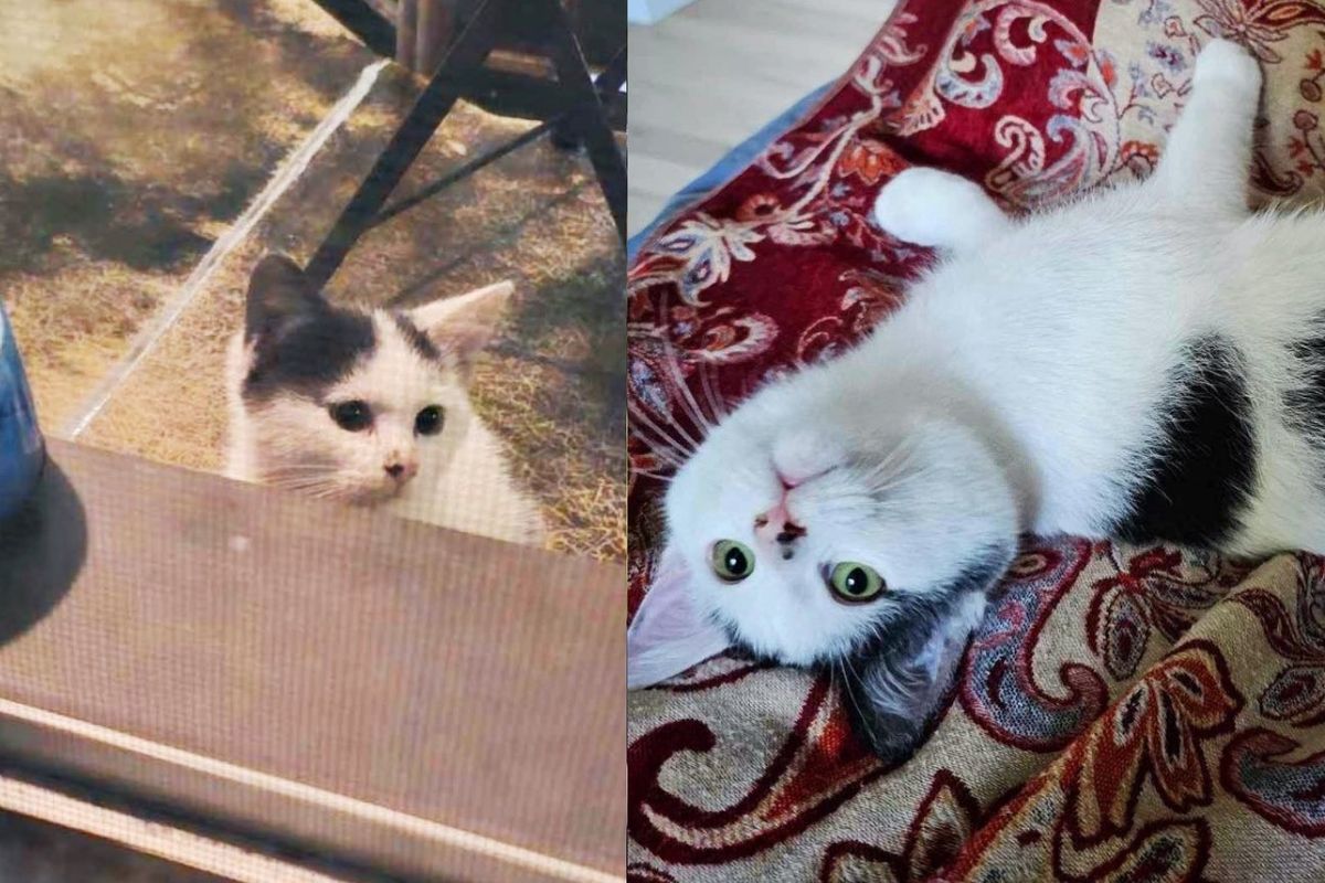 Kitten Climbs onto a Balcony Looking for Food, Then Hangs Around by the Door Until Someone Lets Her in