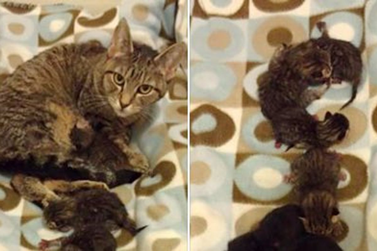 Tabby Cat Surprised Shelter Staff with 9 Mini Tabbies!