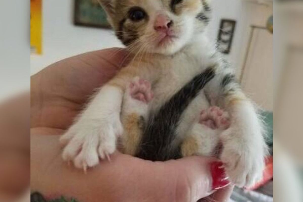 They Ripped the Wall Open to Get a Tiny Fur Baby Out