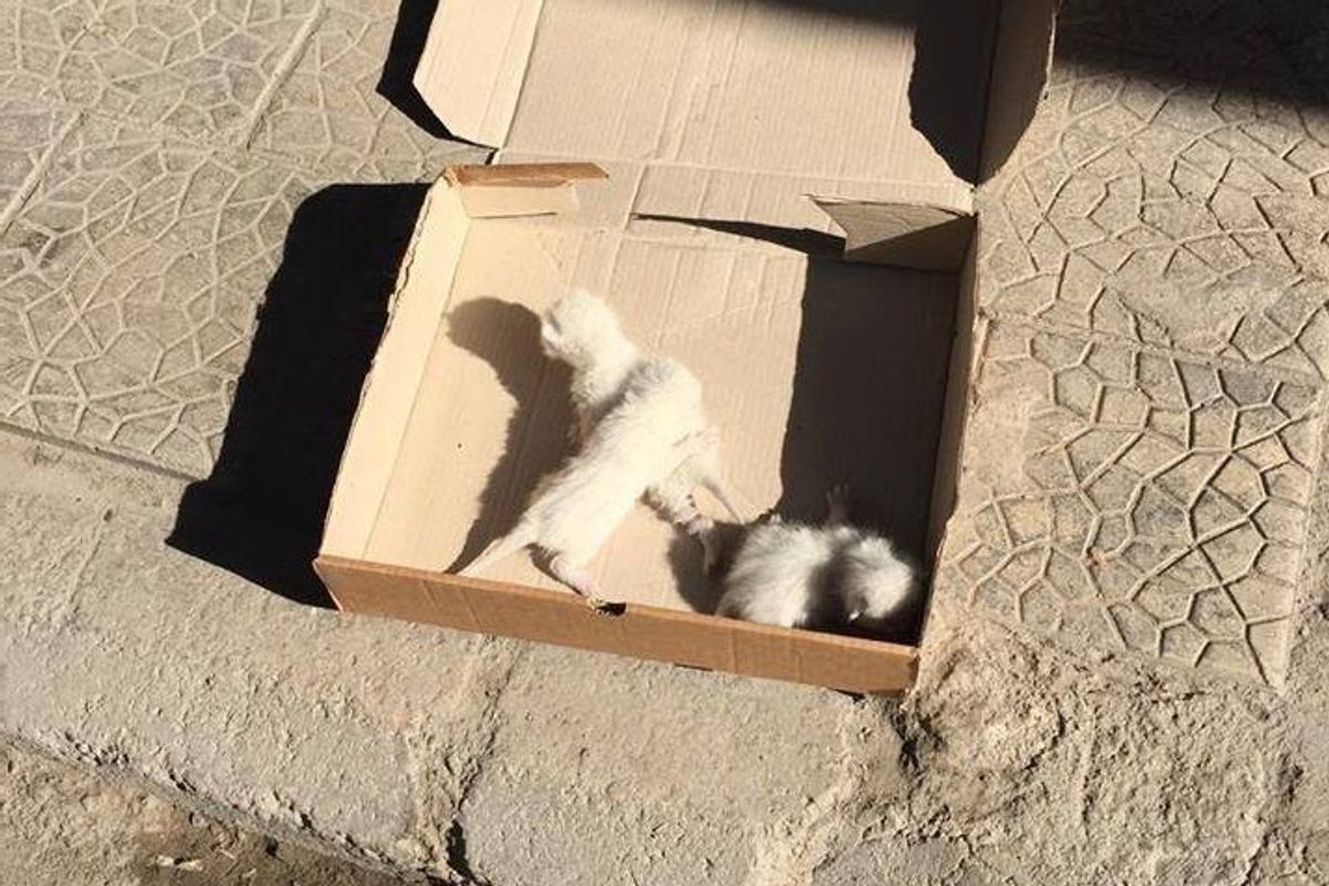 Woman Finds 3 Helpless Kittens on the Street and Gives Them What They Desperately Need