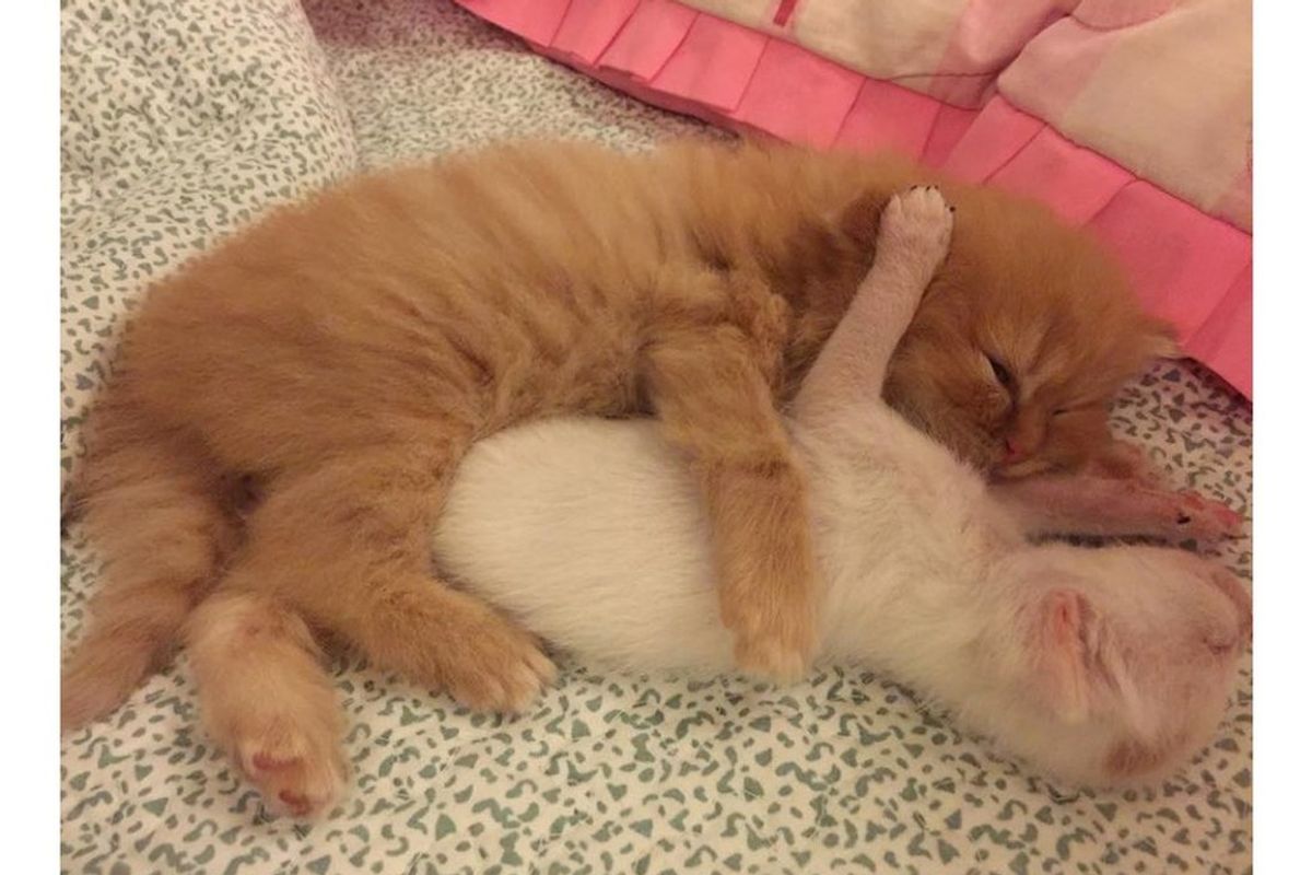 Tiny Kittens and Cat Mom Take in a Tinier Orphaned Kitten and Love Him Like Family