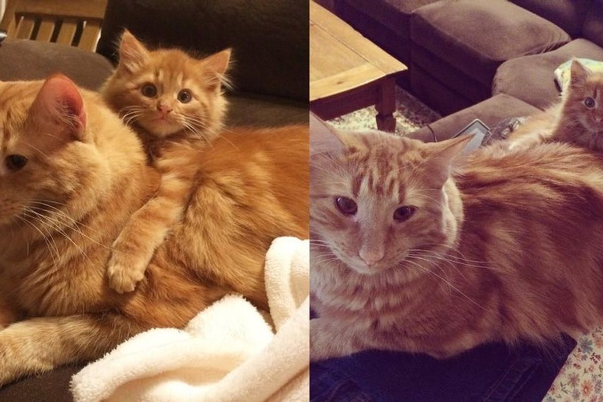 Ginger Cat Finds His Mini Me and Raises Him Like His Own (with Updates)