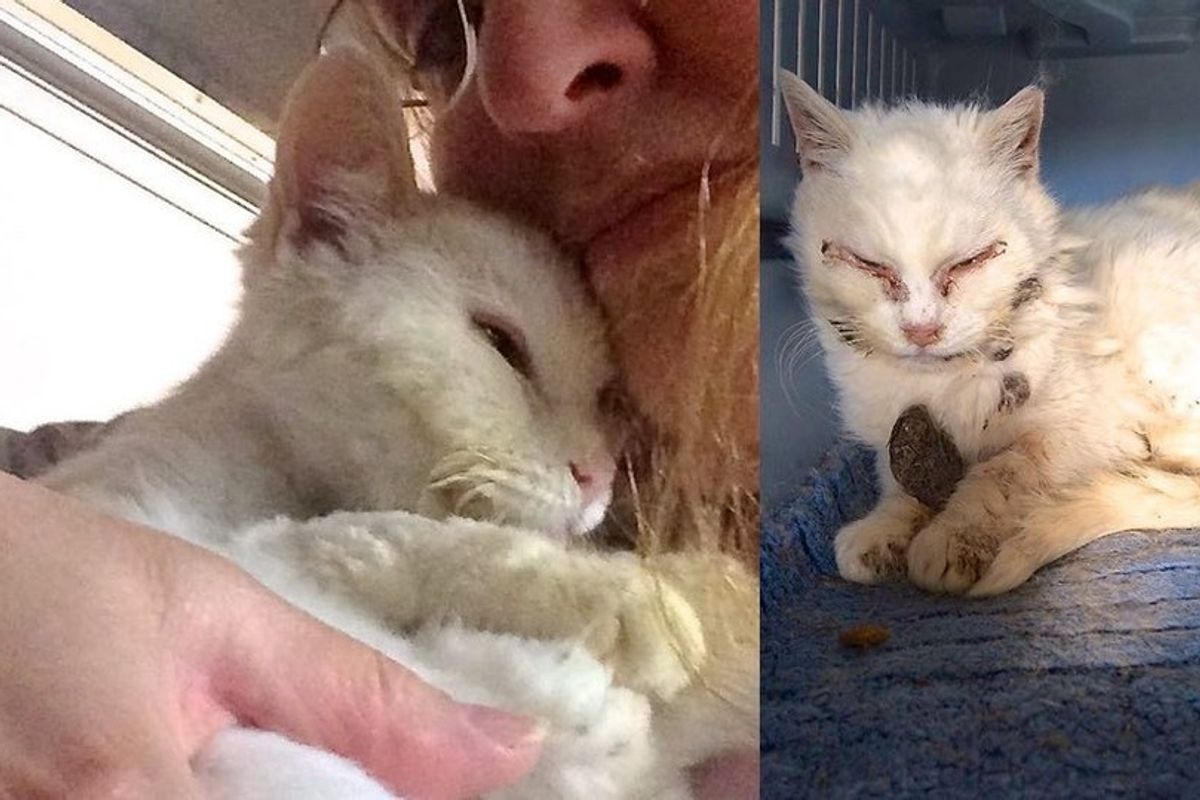 Feral Cat Saved by Kind Woman and Felt Loved for the First Time