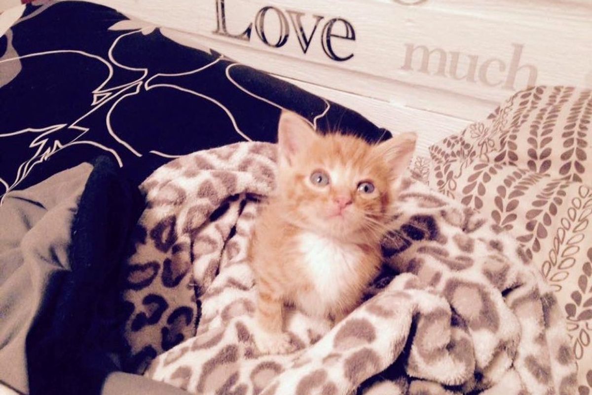 Woman Drives to Save Kitten Near Death Despite Tornado Warnings