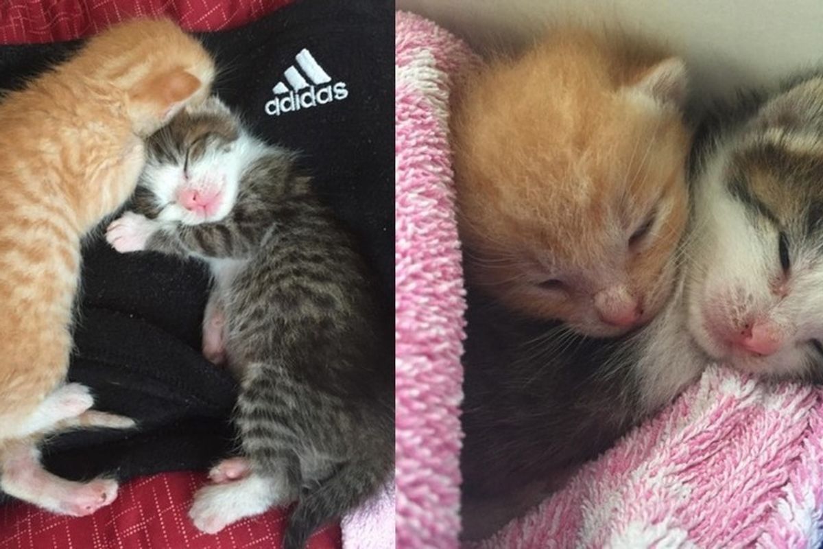 Two Kittens Rescued the Day Before Typhoon Growing Up Together