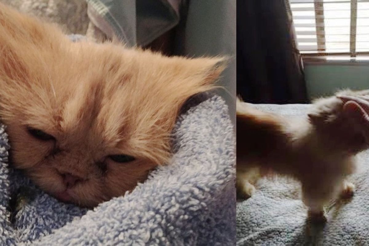 Foster Mom Helps Grieving 9-year-old Persian Cat Find Love Again