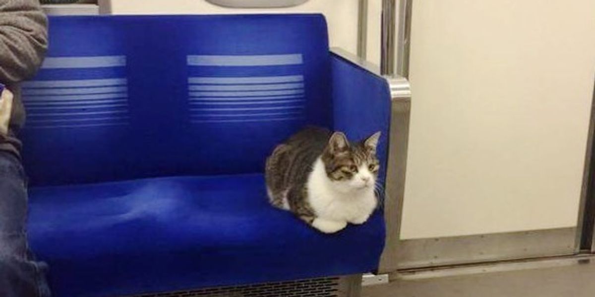 Cat Train: Transform Your Feline’s Behavior Today