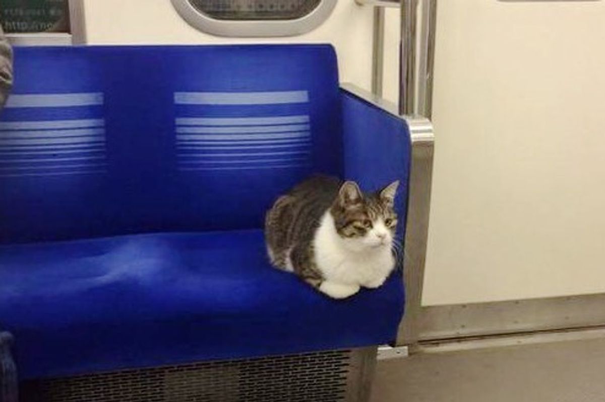 This Cat Takes Regular Rides on Tokyo Subway Train All By Himself
