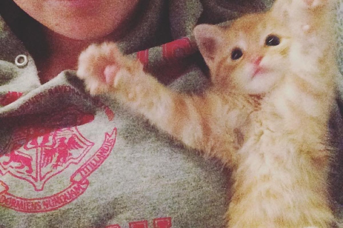 Woman Hears Meow from Trash and Finds a Tiny Kitten Looking for Food and Love