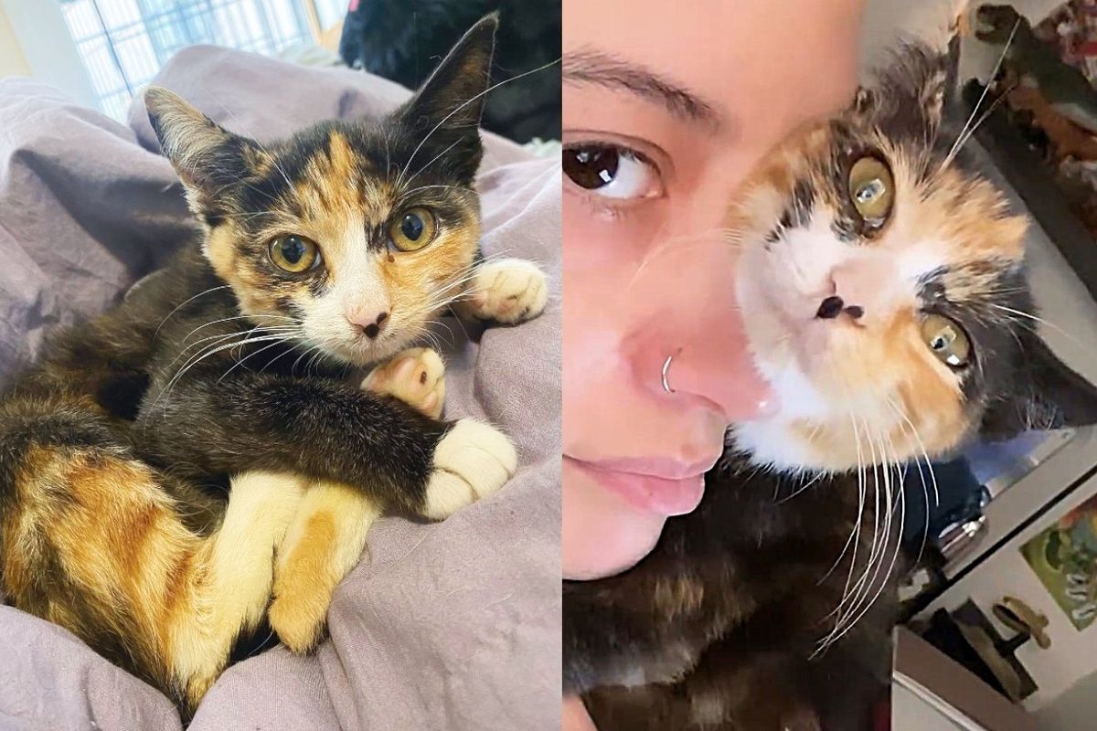 Stray Kitten Moves Inside Right Before Heavy Downpour, Now the Young Cat Wants to Be Held All Day